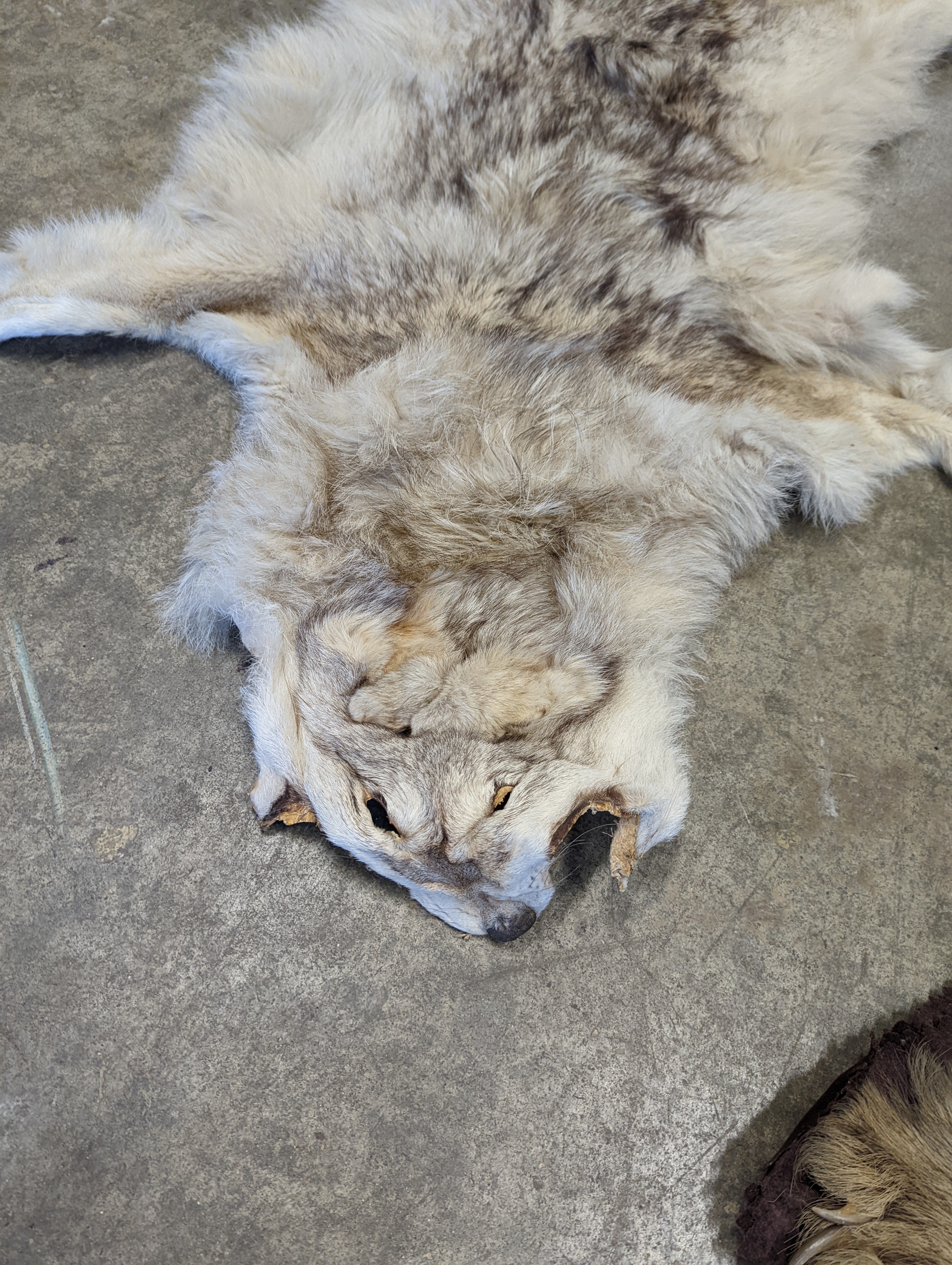 Taxidermy, a Brown Bear skin rug with head and stitched felt border, nose to tail 155cm together with a wolf skin